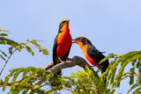 Yellow-crowned Gonoleks
