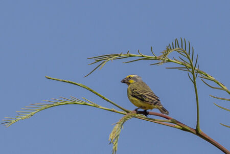 Yellow-fronted Canary