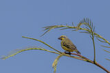Yellow-fronted Canary