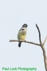 Yellow-rumped Tinkerbird