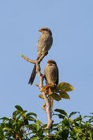 Yellow-billed Shrikes