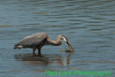 Heron now changes its grip on the fish.