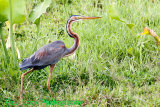 Purple Heron