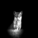 Young Fox