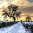 Winter over Banstead Heath