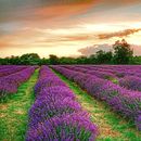 Sunset over Mayfield Lavender fields