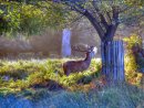 Deer At Rchmond Park