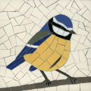 Blue Tit 6