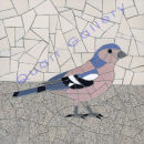 Chaffinch