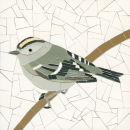 Goldcrest 3