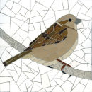 House Sparrow (Female) 4