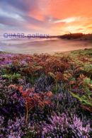 Rockford Common Heather at Sunrise