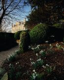 Snowdrops, Kingston Lacy