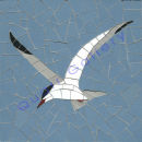 Tern (Common)