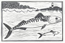 Mackeral, Portland Bill