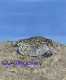 Natterjack Toad