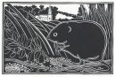 Water Vole, Winterborne Claston