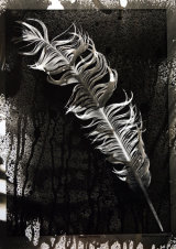 SOLD.Eagle Feather. Photogram.SOLD