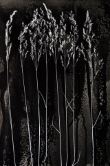 Grass Seed Heads. Photogram.