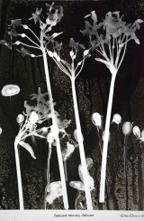 SOLD.Paper White Narcissus. Photogram. SOLD.
