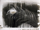 Peacock Feather. PHOTOGRAM.