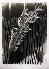 Eagle Feather. PHOTOGRAM.