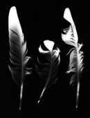 Racing Pigeon Feathers.