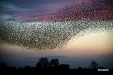 Starling Murmuration.