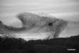 Starling Murmuration