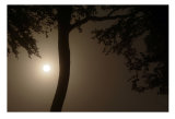Sun breaking Through the Mist.