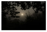 Early Morning Mist.