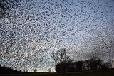Starling Murmuration.
