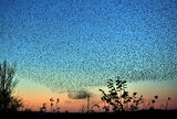 Starling Murmuration.
