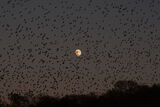 Starling Murmuration.