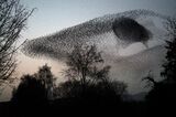 Starling Murmuration.