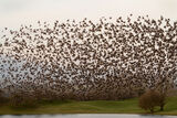Starling Murmuration.
