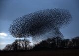 Starling Murmuration.