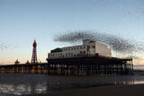 Starlings, Blackpool North Pier