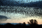 Starling Murmuration.