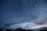 Starling Murmuration.