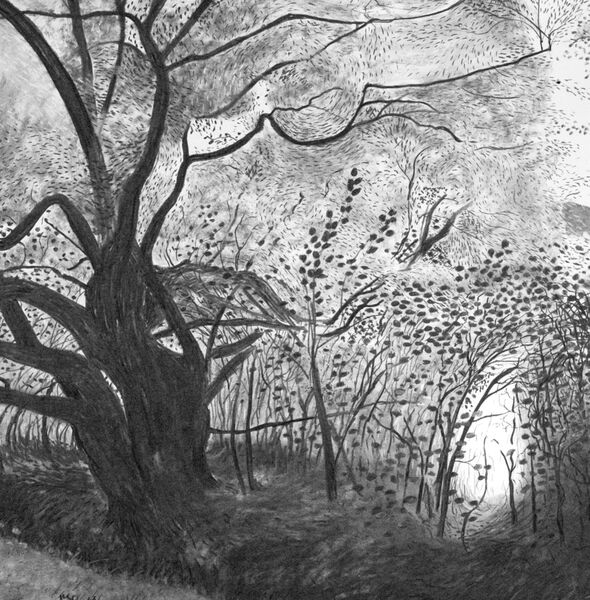 'A Gap in the Hedge II'