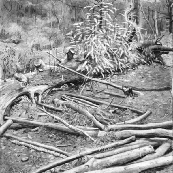 'Logs & Felled Tree'