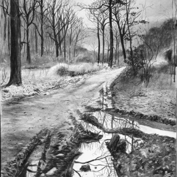 'Some Sun, Blean Wood'