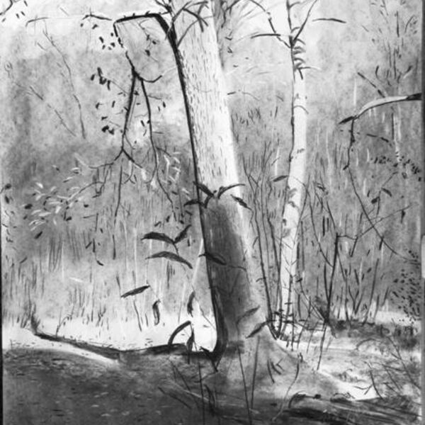 'Sunlight & Tree-trunk'