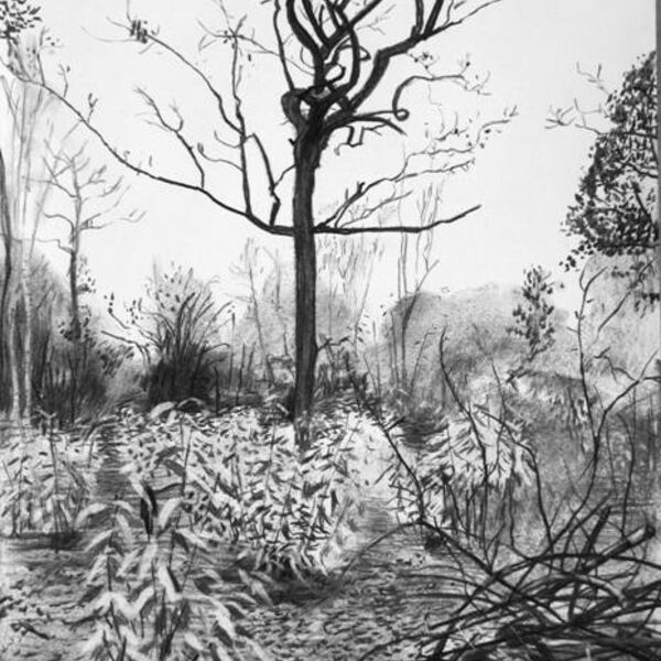 'Tree, Early Morning'