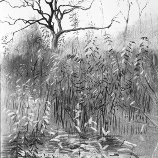 'Tree, Late Morning'