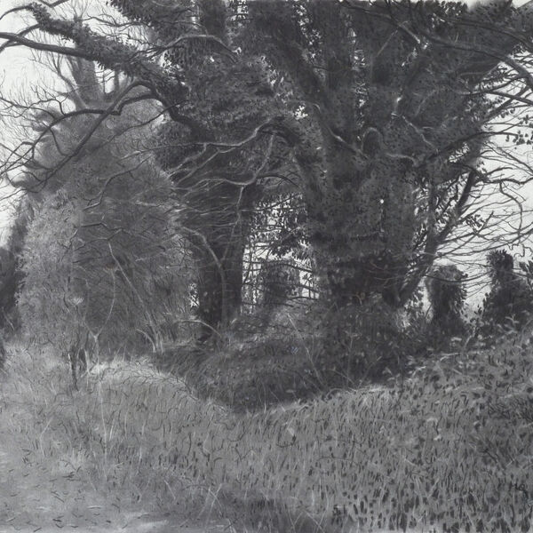 'Trees In Grey Light'