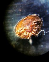 Varroa Destructor