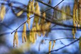 Hazel catkins in Tavistock