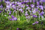 Crocuses in Tavistock 2014